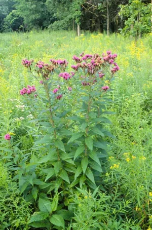 Plants of prairie ironweed (Vernonia fasciculata) in a field.