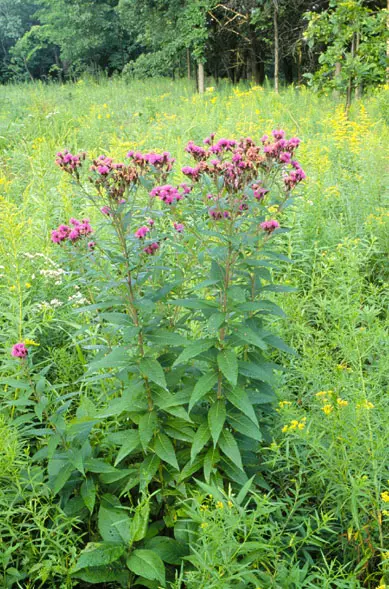 Plants of prairie ironweed (Vernonia fasciculata) in a field.