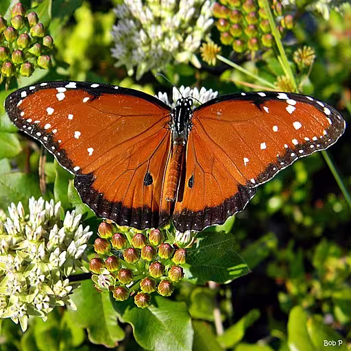 Queen butterfly on curtis's milkweed (Asclepias curtissii).