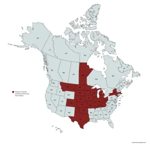 Range map of prairie ironweed (Vernonia fasciculata) in the United States and Canada.