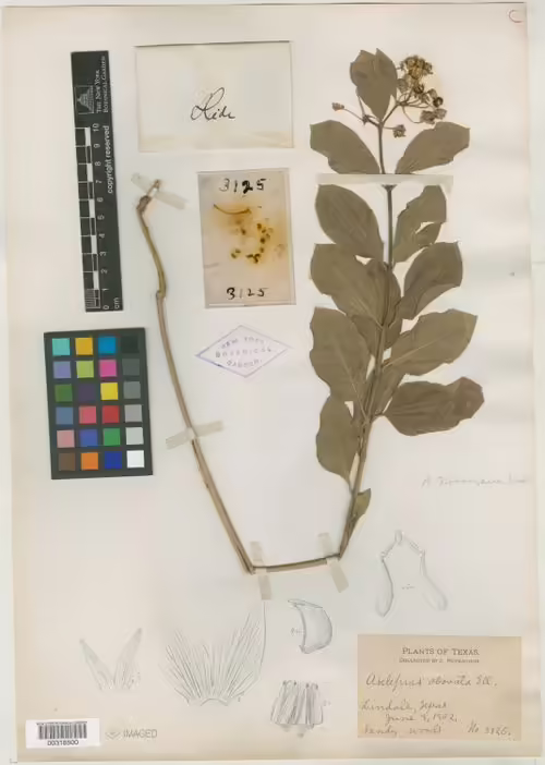 Type specimen of pineland milkweed (Asclepias obovata).