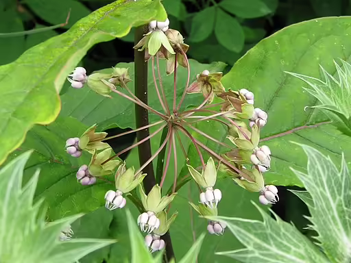 Greenish-white flowers of poke milkweed (Asclepias exaltata).