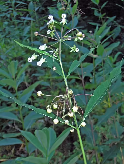 White flowers of poke milkweed (Asclepias exaltata) in a wooded area.