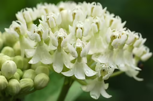 Swamp milkweed (Asclepias incarnata) 'Ice Ballet' cultivar.