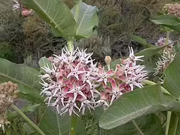Pinkish flowers of showy milkweed (Asclepias speciosa).