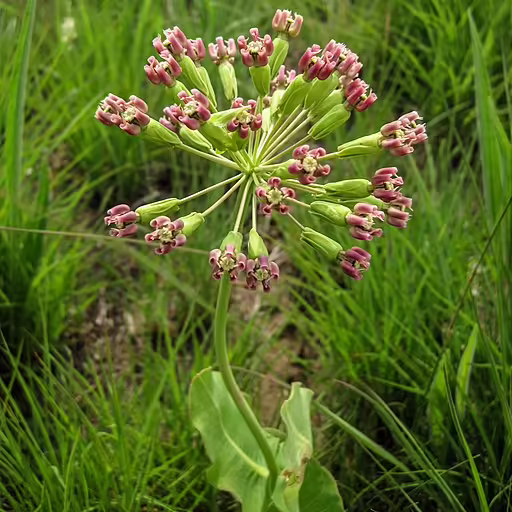 Pinkish flowers of clasping milkweed (Asclepias amplexicaulis) in a field, a Raleigh milkweed.