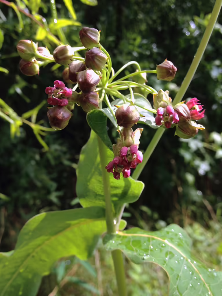 Reddish-pink flowers of clasping milkweed (Asclepias amplexicaulis) in a field.