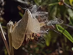 Follicle of showy milkweed (Asclepias speciosa).