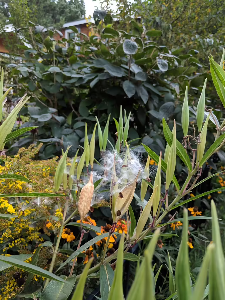 Follicles (fruits) of swamp milkweed (Asclepias incarnata) in a garden.