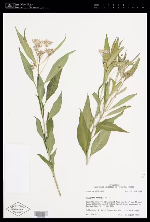 Herbarium specimen of aquatic milkweed (Asclepias perennis).