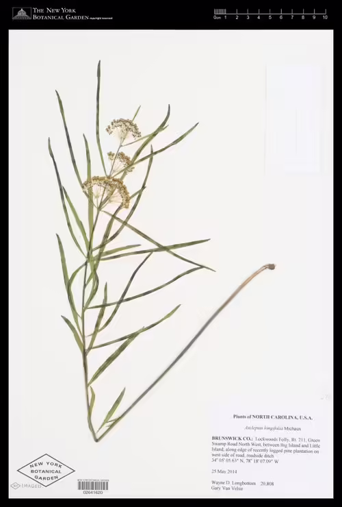 Herbarium specimen of long-leaf milkweed (Asclepias longifolia).