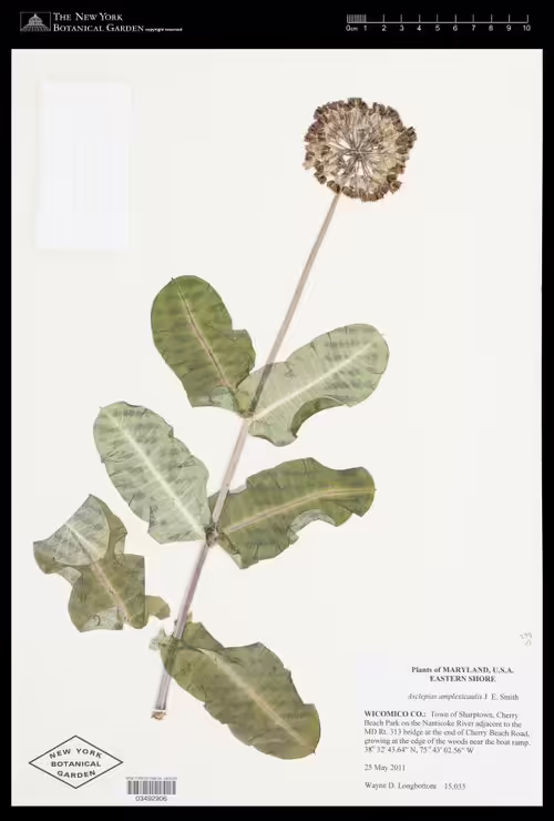Herbarium specimen of clasping milkweed (Asclepias aplexicaulis).
