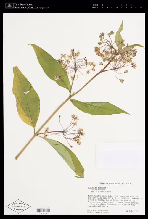 Herbarium specimen of poke milkweed (Asclepias exaltata).