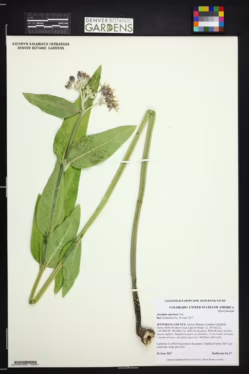 Herbarium specimen of showy milkweed (Asclepias speciosa).
