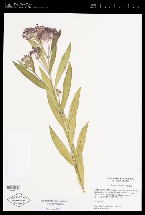Herbarium specimen of swamp milkweed (Asclepias incarnata).