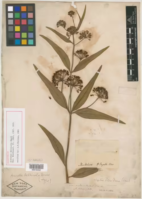 Holotype of long-leaf milkweed (Asclepias longifolia).