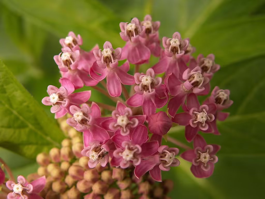 Pink flowers of swamp milkweed (Asclepias incarnata).