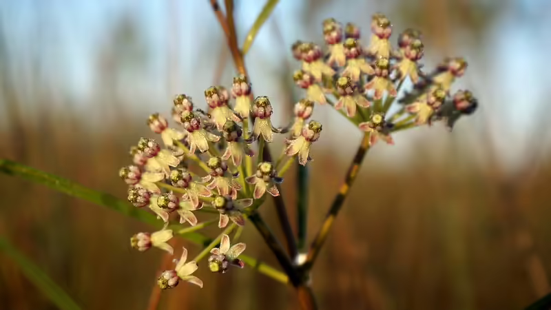 Yellowish-pink flowers of long-leaf milkweed (Asclepias longifolia).