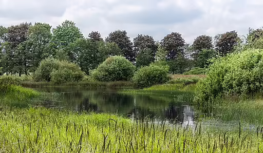 Pond Edge Habitat from Europe.