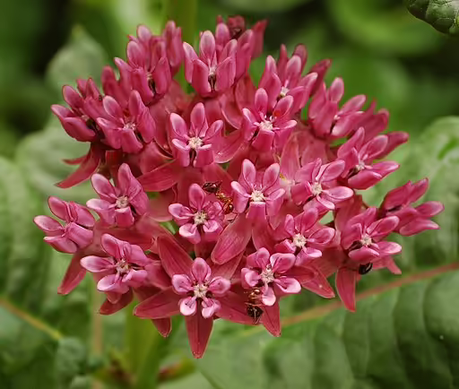 Close-up of purple flowers of purple milkweed (Asclepias purpurascens).