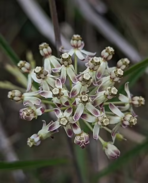 Purplish flowers of long-leaf milkweed (Asclepias longifolia).