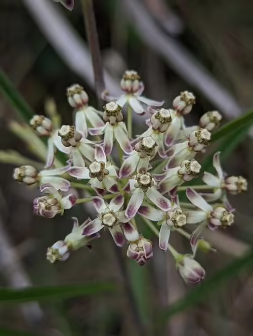 Purplish flowers of long-leaf milkweed (Asclepias longifolia).