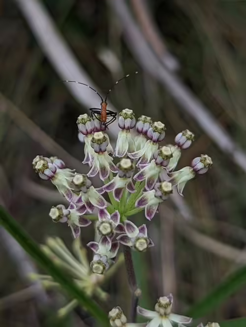 Purplish flowers of long-leaf milkweed (Asclepias longifolia) with beetle.