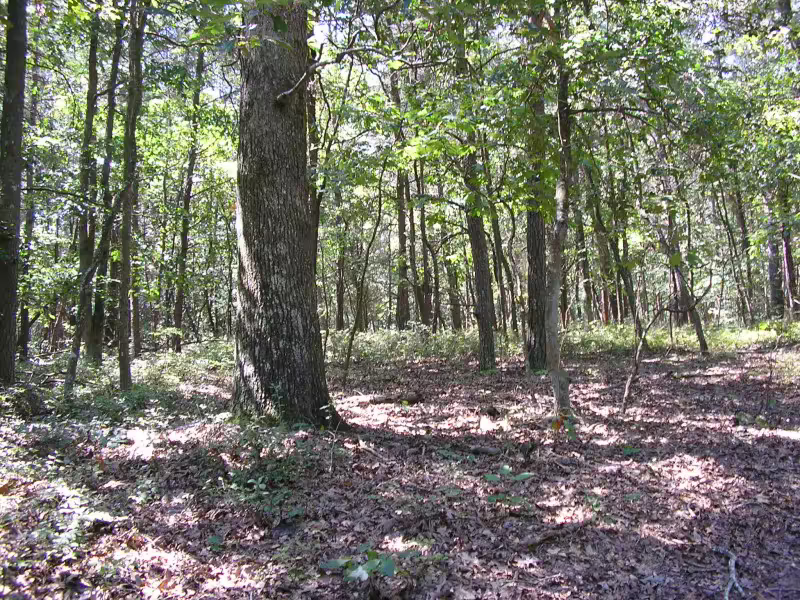 Sandy Woodland Habitat in Delaware.