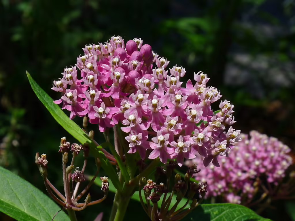 Swamp milkweed (Asclepias incarnata) 'cinderella' cultivar.