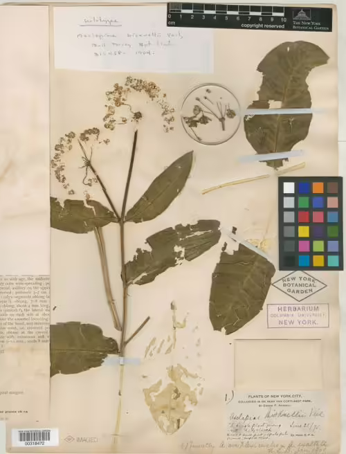 Type specimen of poke milkweed (Asclepias exaltata).