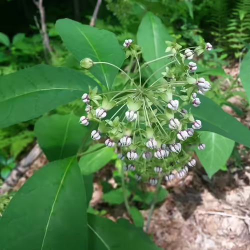 Plant of poke milkweed with white flowers in a wooded habitat.