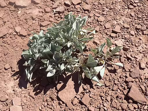 Plant of ruth's milkweed (Asclepias ruthiae) in an open area.