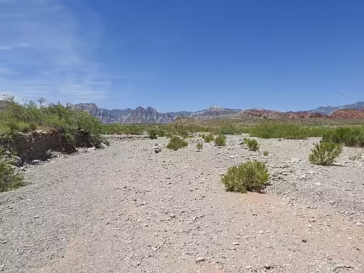 Wash habitat in the southwestern United States.