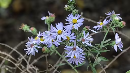 Light lavender flowers of many-ray aster (Symphyotrichum anomalum).