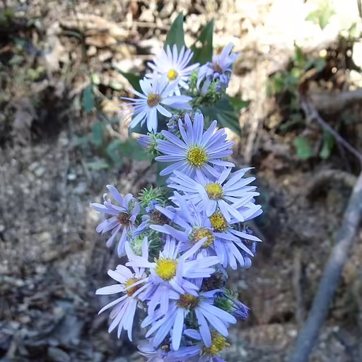 Light lavender flowers of many-ray aster (Symphyotrichum anomalum).