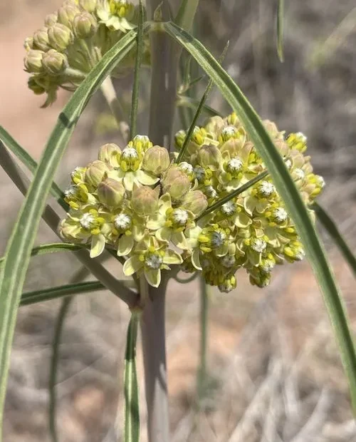 Yellowish-white flowers of rusbys milkweed (Asclepias rusbyi).
