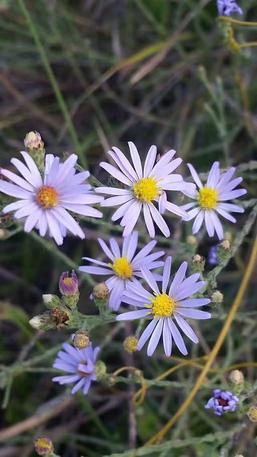 Purple flowers of scale-leaf aster (Symphyotrichum adnatum).