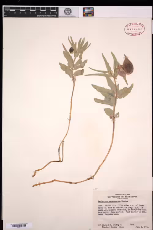 Herbarium specimen of big-seed milkweed (Asclepias macrosperma).