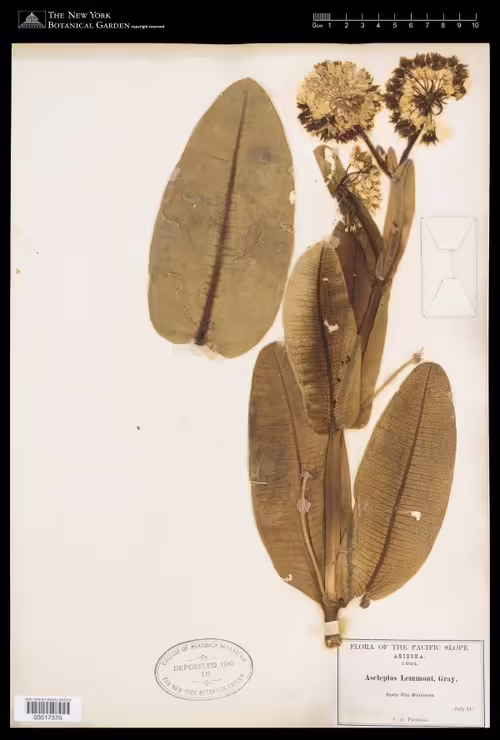 Herbarium specimen of lemmon's milkweed (Asclepias lemmonii).