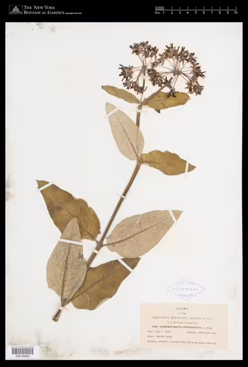 Herbarium specimen of mahogany milkweed (Asclepias hypoleuca).