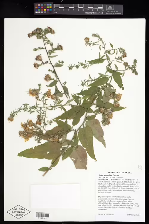Herbarium specimen of many ray aster (Symphyotrichum anomalum).
