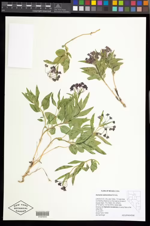 Herbarium specimen of eastwood's milkweed (Asclepias eastwoodiana) from NYBG.