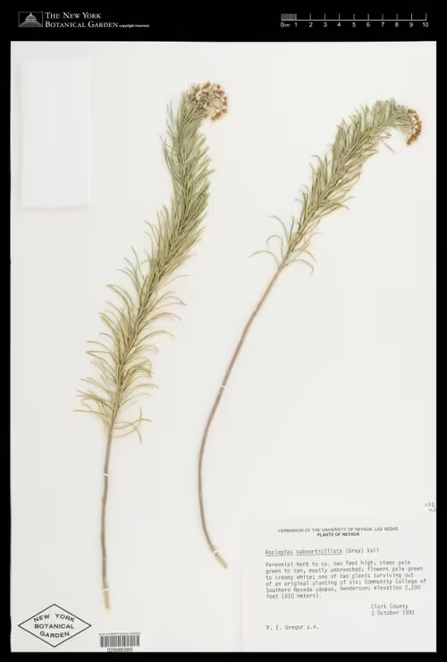 Herbarium specimen of pine-needle milkweed (Asclepias linaria).