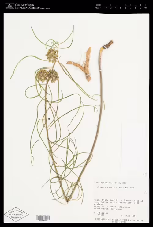 Herbarium specimen of rusbys milkweed (Asclepias rusbyi).