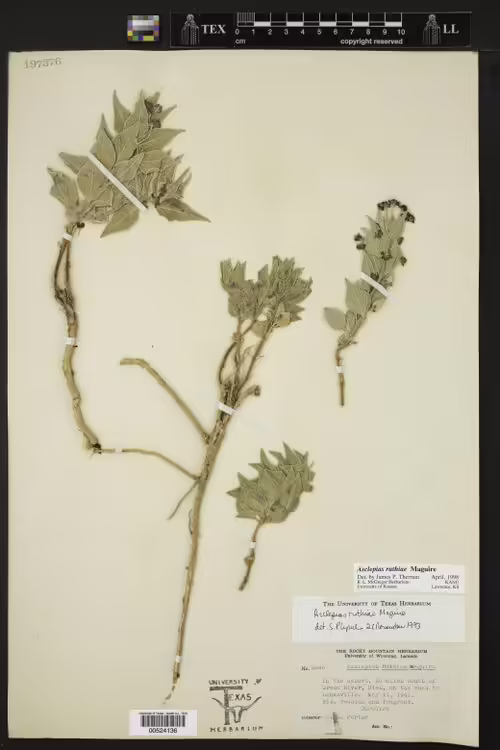 Herbarium specimen of ruth's milkweed (Asclepias ruthiae).