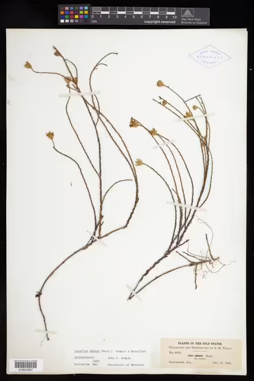 Herbarium specimen of scale-leaf aster (Symphyotrichum adnatum).