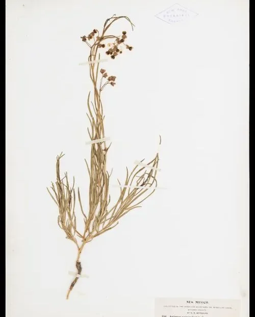 Herbarium specimen of slim-pod milkweed (Asclepias quinquedentata).