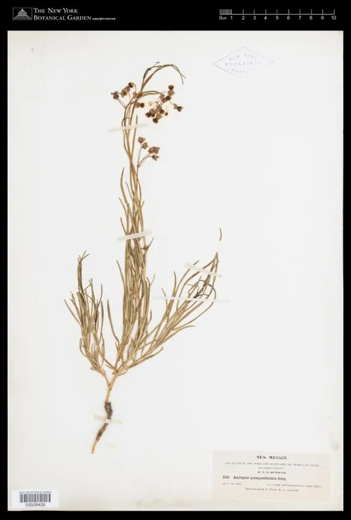 Herbarium specimen of slim-pod milkweed (Asclepias quinquedentata).