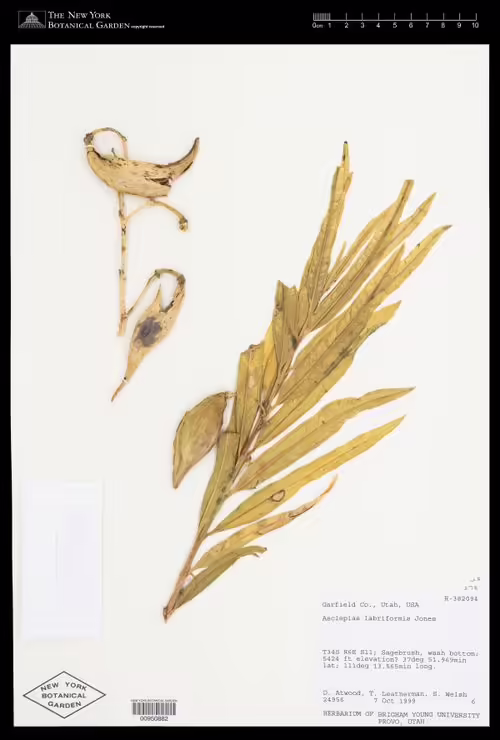 Herbarium specimen of Utah milkweed (Asclepias labriformis).