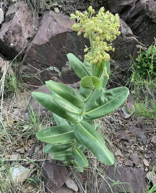 Plant of Lemmon's milkweed (Asclepias lemmonii) with greenish-yellow flowers.